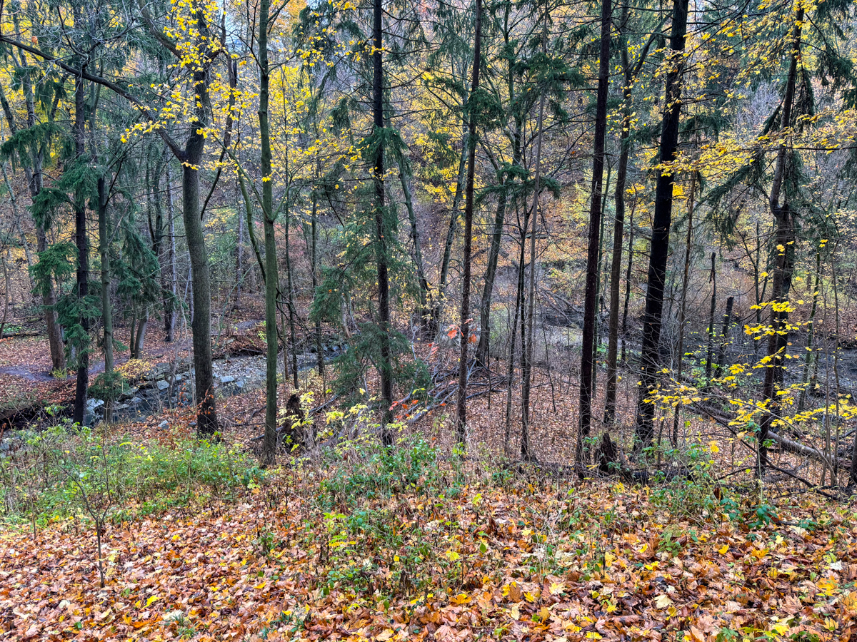 Slope with tall trees and leaves on forest floor