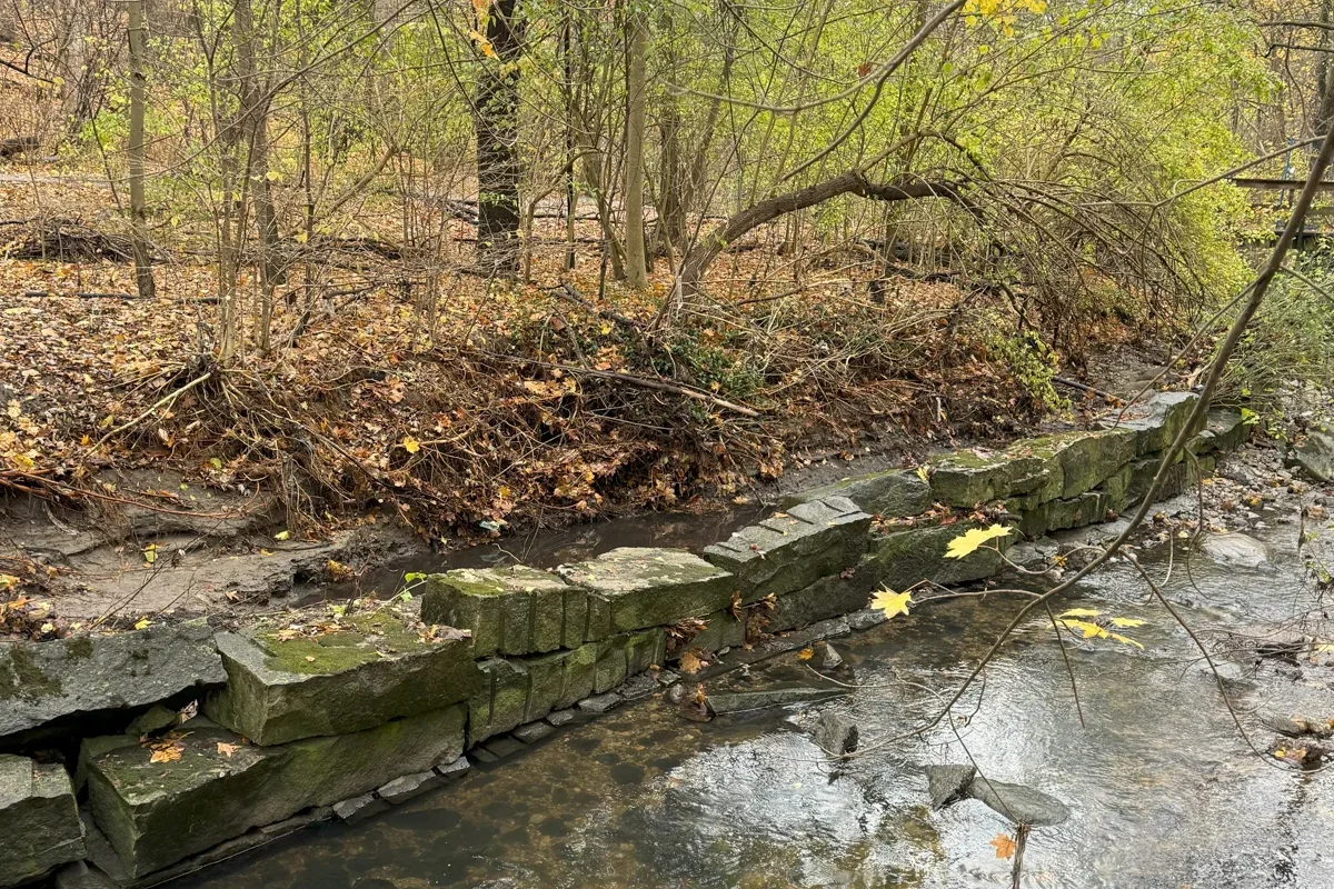 Vale-of-Avoca-stream Stream with rock wall edge and trees and underbrush in background in fall, with leaves on ground