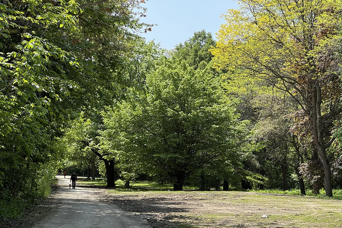 vale-pathway-TC-IMG-9802 Vale of Avoca - pathway through valley floor with large trees and open area in foreground.
