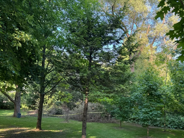 A variety of eciduous trees with lawn in foreground in summer.